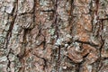 Rough bark on old trunk of pear tree close up Royalty Free Stock Photo