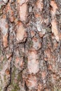 Rough bark on old trunk of pine tree close up