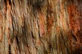 Rough Bark