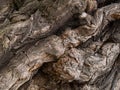 Rough bark on the trunk of an old acacia tree Royalty Free Stock Photo