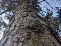 The rough bark up the trunk of a pine tree Royalty Free Stock Photo