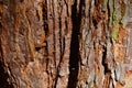 Rough bark wood texture of Giant Sequoia tree, latin name Sequoiadendron giganteum, Royalty Free Stock Photo