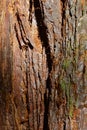 Rough bark wood texture of Giant Sequoia tree, latin name Sequoiadendron giganteum, Royalty Free Stock Photo