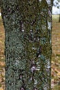 A rough birch trunk in the forest, covered with moss. Close-up texture photo Royalty Free Stock Photo