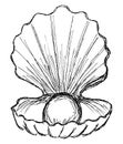 Rough black and white freehand sketch of a seashell with a pearl inside. Simple vector linear clipart of an open shell with a ball Royalty Free Stock Photo