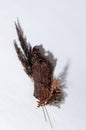 Rough brown bark, dry leaf fern, dried grass stems, moss on white wood board with shadow as modern simple background, top view.