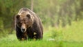 Rough brown bear male approaching on meadow with green grass from front view