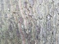 Rough brown cracked bark and tree trunk Royalty Free Stock Photo