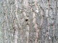 Rough brown cracked bark and tree trunk Royalty Free Stock Photo