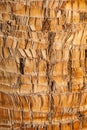 Rough brown palm tree wood bark natural texture background.