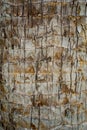 Rough brown palm tree wood bark natural texture background. Royalty Free Stock Photo