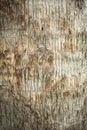 Rough brown palm tree wood bark natural texture background. Royalty Free Stock Photo