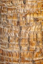 Rough brown palm tree wood bark natural texture background. Royalty Free Stock Photo