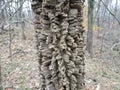 Rough brown tree bark in forest or woods