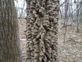 Rough brown tree bark in forest or woods