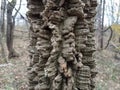 Rough brown tree bark in forest or woods