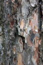 Rough bumpy pine bark of pine tree with small black ants on it f Royalty Free Stock Photo