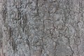 Rough burnt wood texture for your design. Black and burnt wooden heads close up forest with black tree trunks. Human