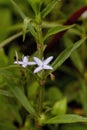 Rough Buttonweed Wildflower - Poor Joe - Diodia teres