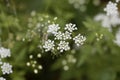 Rough chervil flowers, Chaerophyllum temulum