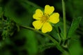 Rough Cinquefoil