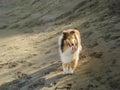 Rough coated collie dog walking on the sand dunes at the beach Royalty Free Stock Photo
