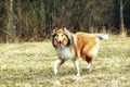 Rough Collie