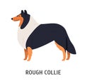 Rough Collie. Charming herding or pastoral dog with long-haired coat isolated on white background. Cute lovely purebred