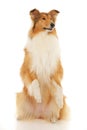 Rough Collie dog