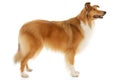 Rough Collie dog Royalty Free Stock Photo