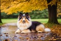 Rough Collie dog. Portrait of a beautiful Rough Collie dog playing in the park. Generative AI