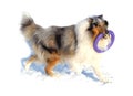 Rough Collie dog with purple puller