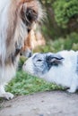 Rough collie dog sniffing to a dutch rabbit