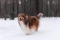 Rough collie dog in the winter forest Royalty Free Stock Photo