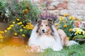 Rough collie lying near its birthday cake Royalty Free Stock Photo