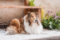 Rough collie lying under a wooden bench