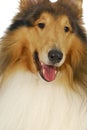 Rough collie portrait Royalty Free Stock Photo