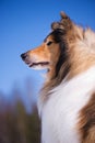 Rough Collie portrait. Royalty Free Stock Photo