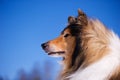 Rough Collie portrait. Royalty Free Stock Photo