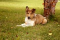 Rough Collie Puppy Royalty Free Stock Photo