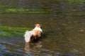 Rough collie at a river, ready to go swimming