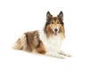 Rough Collie