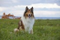 Rough Collie Royalty Free Stock Photo