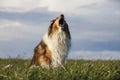 Rough Collie Royalty Free Stock Photo