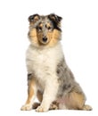 Rough Collie sitting in front of white background Royalty Free Stock Photo