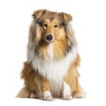 Rough Collie sitting isolated on white Royalty Free Stock Photo