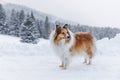 Rough collie in snowy mountain landscape Royalty Free Stock Photo