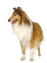 Rough collie standing Royalty Free Stock Photo