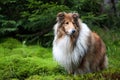 Rough collie standing at a forest Royalty Free Stock Photo