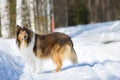Rough Collie Standing On Snow